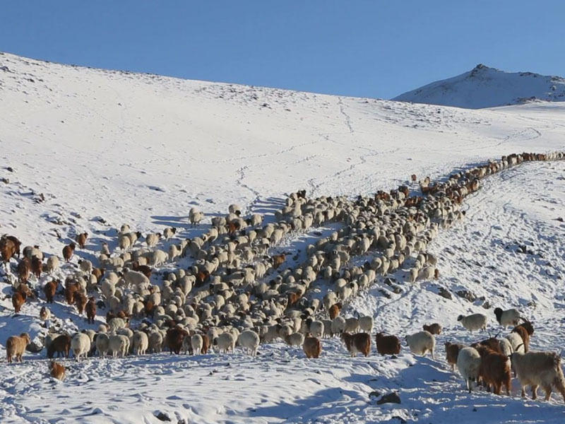 Есөн аймгийн 36 сум цагаан зудтай байна